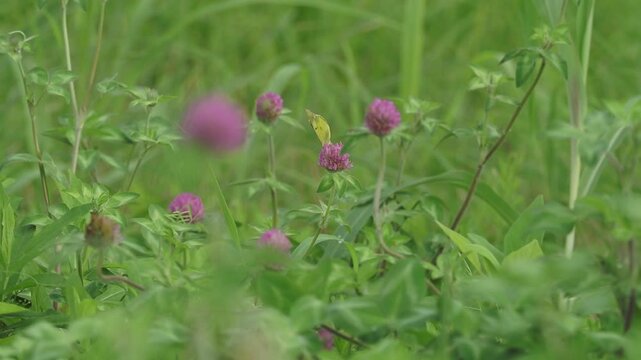 ムラサキツメクサの蜜を吸うモンキチョウ
