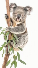 Obraz premium Adorable koala clinging to a branch with eucalyptus leaves, isolated on a white background. Perfect nature and wildlife photo.