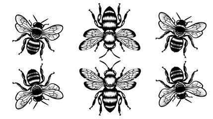 
vector isolated set of insect silhouettes
