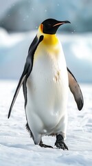 Obraz premium Close-up of a majestic emperor penguin standing on snow in Antarctica, showcasing the beauty of wildlife in its natural habitat.
