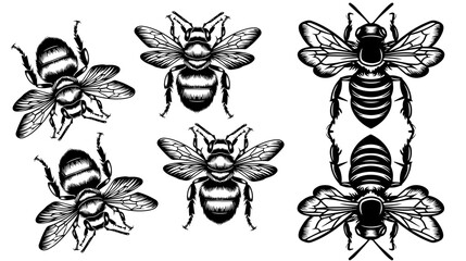 
vector isolated set of insect silhouettes
