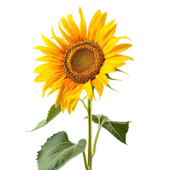 Fototapeta premium Vibrant sunflower with bright yellow petals, isolated on a white background. Perfect for nature, floral, and botanical themes.