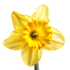 Close-up image of a vibrant yellow daffodil flower with detailed petals, perfect for spring and nature-themed projects.