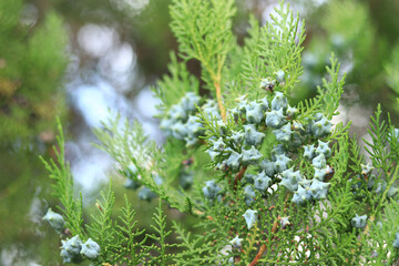 Thuja branches with young fruits. Green thuja tree with young fruits, close-up. Natural background