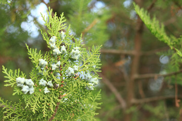Thuja branches with young fruits. Green thuja tree with young fruits, close-up. Natural background