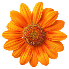 Bright orange daisy flower with intricate petal details in full bloom, showcasing natural beauty and vibrant colors against a white background.