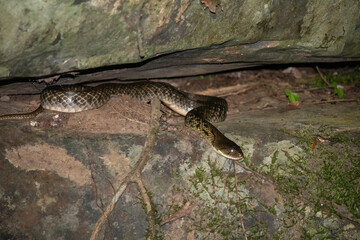 Yellow-spotted Keelback (Fowlea flavipunctatus)
