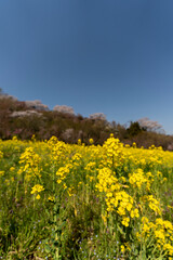 Obraz premium 花見山公園の桜