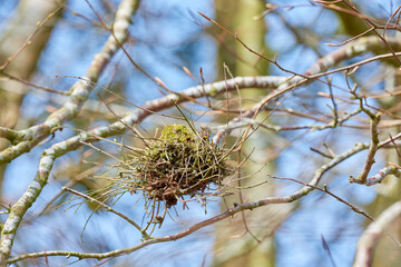 Tree, branch and forest in nature, outdoor and sick with fungus, growth and witches broom in Denmark. Plants, woods and life cycle with leaves, texture and landscape in spring at Rebild National Park