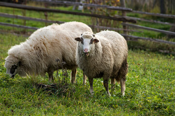 sheep and lambs