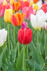 Tulip garden at  Hitsujiyama Park in Chichibu, Saitama prefecture, Japan.