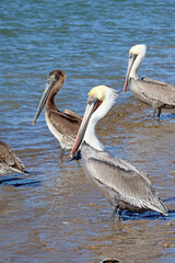 Brown  and white pelican on the shore