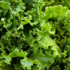 Close-up of fresh, green lettuce leaves, a healthy and vibrant salad ingredient