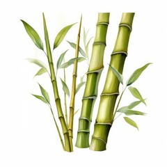 Obraz premium Bamboo stalks and leaves on white background.
