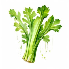 Watercolor Celery.
