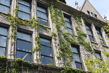 Ivy covered building construction