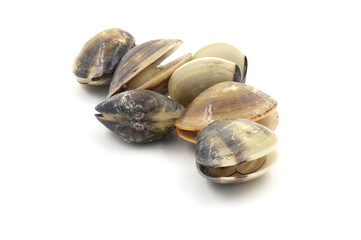 Closed up fresh baby clams, venus shell, shellfish, carpet clams, short necked clams, as raw food from the sea are the seafood ingredients. fresh clams isolated on white background.
