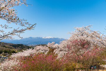 花見山公園 天空の鐘展望台の桜