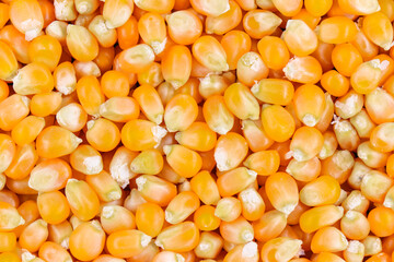 Texture of yellow maize or corns seed grains.Corn is a plant that provides very high carbohydrates.Control blood sugar levels to be stable.