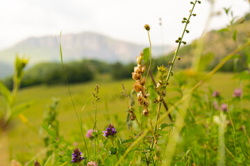 view of dried wild flowers and grass in a meadow in summer оr fall in the bright golden rays of the sun with lens flare and highlights