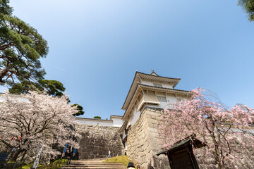 霞ヶ城公園の桜