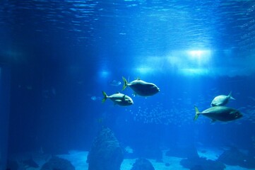 Fototapeta premium fish in the aquarium in Lisbon