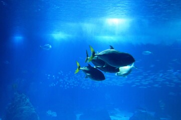 fish in the aquarium in Lisbon