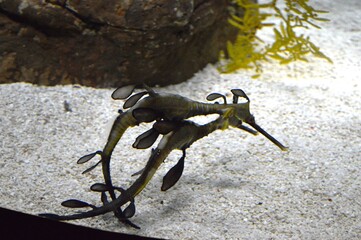 sea ​​animals in the aquarium in Lisbon