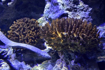 sea ​​animals in the aquarium in Lisbon