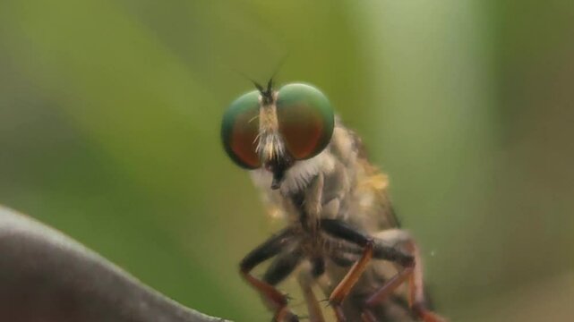 View insect macro in wildlife. Asilidae or robber flies, are insect-eating predators. Hairy robber fly