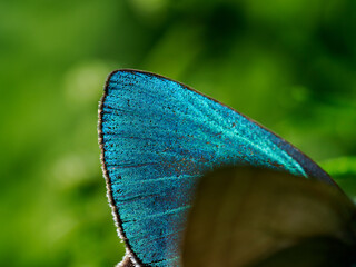 Zephyrus（Favonius taxila）