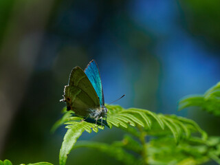 Zephyrus（Favonius taxila）