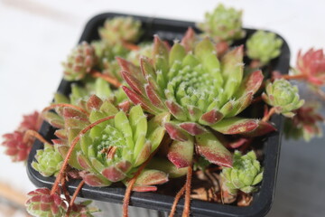 Sempervivum x funckii rojnik Funcka © Perovskia