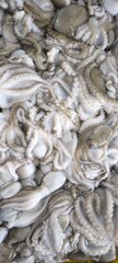 Fresh squid in a seafood shop