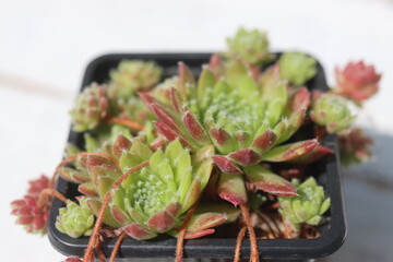 Sempervivum x funckii rojnik Funcka © Perovskia