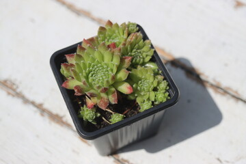 Sempervivum x funckii rojnik Funcka © Perovskia