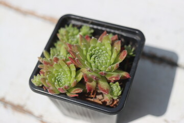 Sempervivum x funckii rojnik Funcka © Perovskia