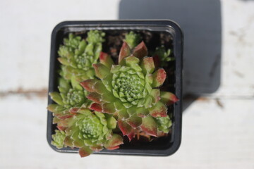 Sempervivum x funckii rojnik Funcka © Perovskia
