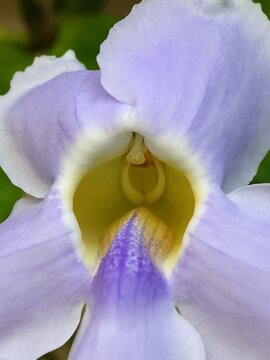 Close-Up of Thunbergia Grandiflora - Beautiful Purple and White Petals