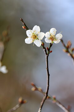 Two White Five-Petal Plum Blossoms on a Thin Branch