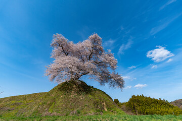 平堂壇の桜