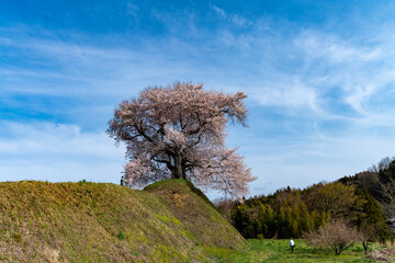 平堂壇の桜