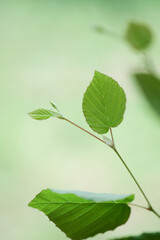 はかない若葉