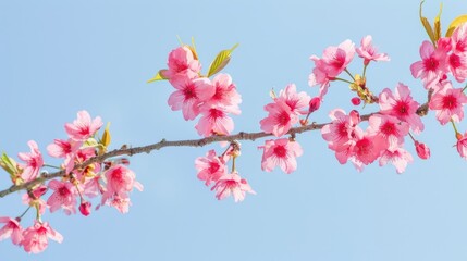 Obraz premium Branch of vibrant pink sakura flowers in full bloom against a clear blue sky, capturing the essence of spring in Japan.