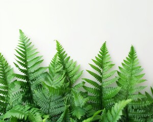 Green fern leaves against a white background, creating a natural border.