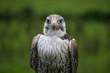 Falcon head shot at Bolton Castle UK