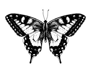 Butterfly swallowtail. Vector Hand drawn illustration. Black and white graphic clip art on a background. Drawing of an insect with spread wings. Flying papilio sketch. For printing on kids t-shirts