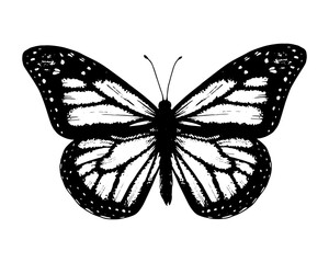 Butterfly monarch. Vector Hand drawn illustration. Black and white graphic clip art on a background. Drawing of an insect with spread wings. Flying papilio sketch. For stickers or transfer tattoos