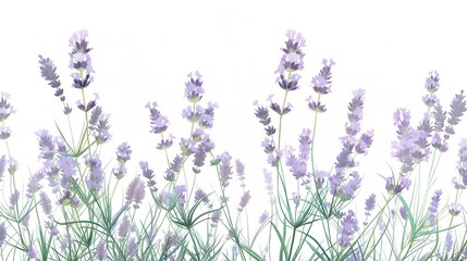 Naklejka premium An lavender bush, with slender green stems and clusters of fragrant purple flowers, isolated on a white background. Anime foliage, anime background