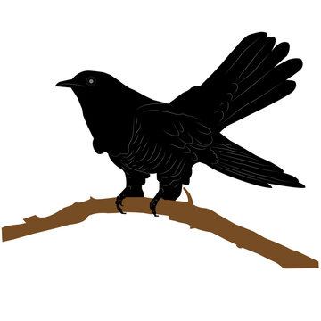 recommend clip art: black silhouette of a cuckoo on a branch on a white background